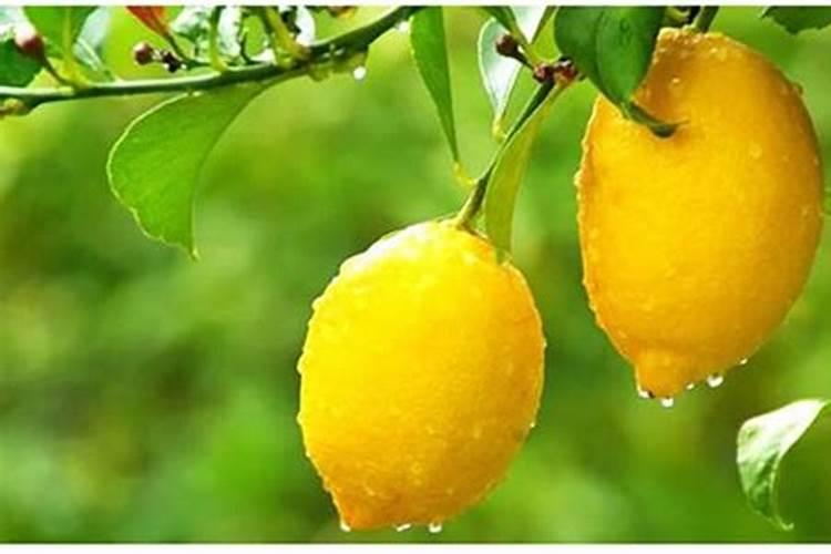 盆栽柠檬树春季养护难点,新手做好,也能让它正常开花挂果