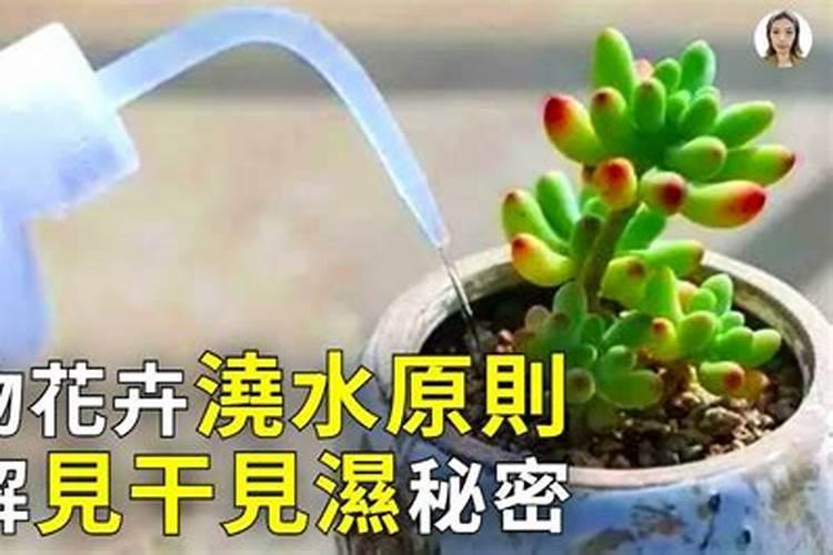 磷肥可以兑水浇花吗