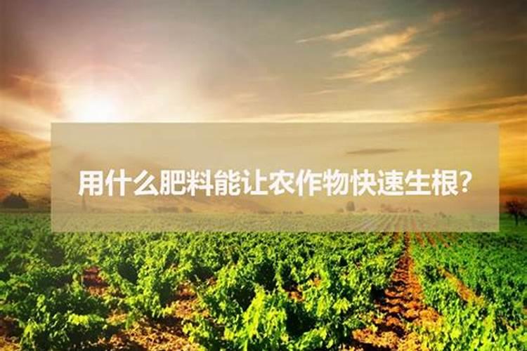 有些农民种土豆之前为什么要拌草木灰？草木灰有什么作用？