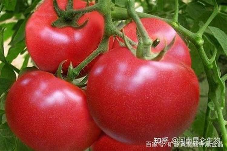 西红柿常用的钾肥
