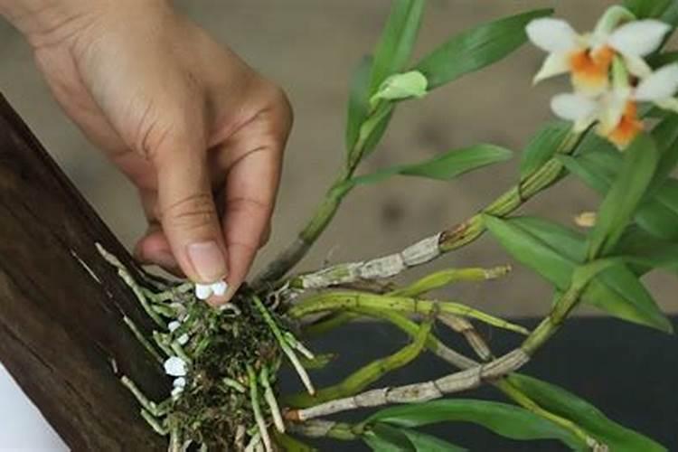 板植石斛夏天怎么浇水一天浇几次