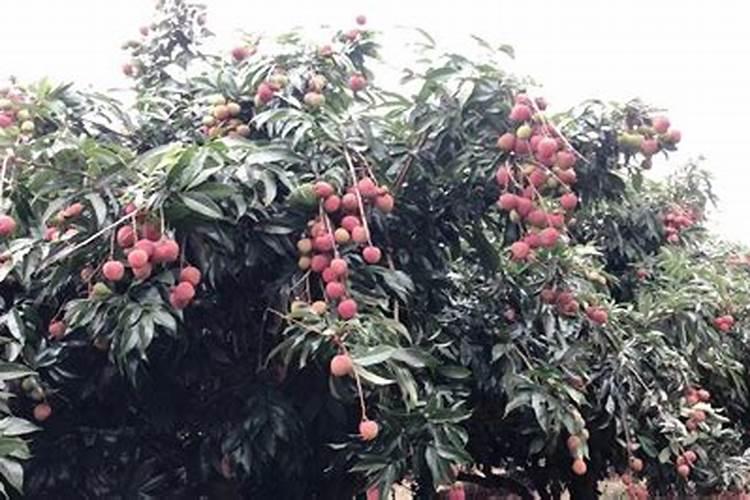 荔枝用喜满地水溶肥可以吗？
