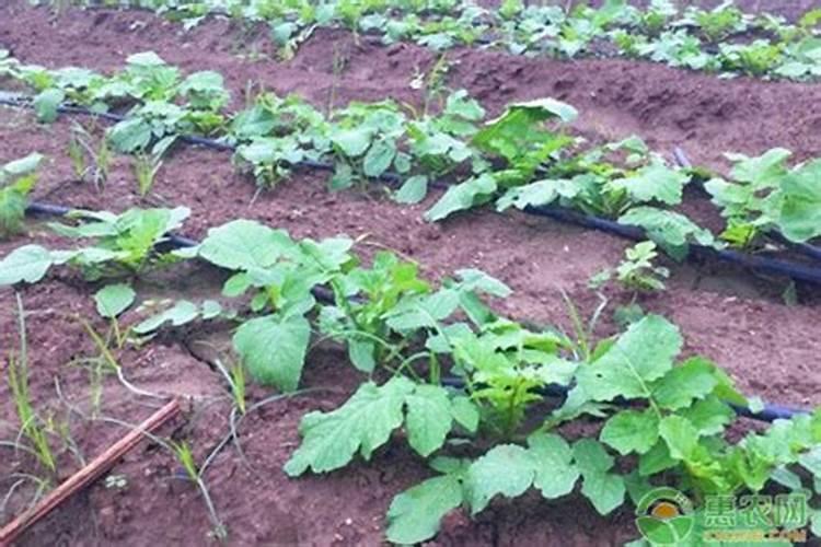 农药,化肥店一年能赚多少？