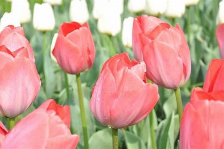 黄腐酸钾和腐殖酸钠有什么区别,都有什么作用呢？