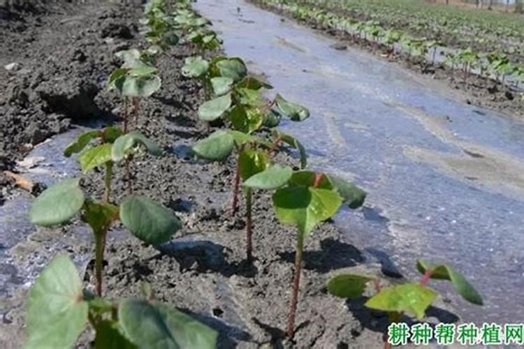 小麦冬前喷什么叶面肥