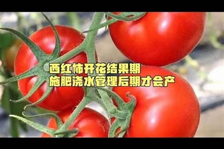 西红柿挂果后施什么肥