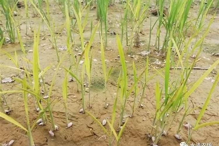 为什么单独种的辣椒只开花不结果怎么解决