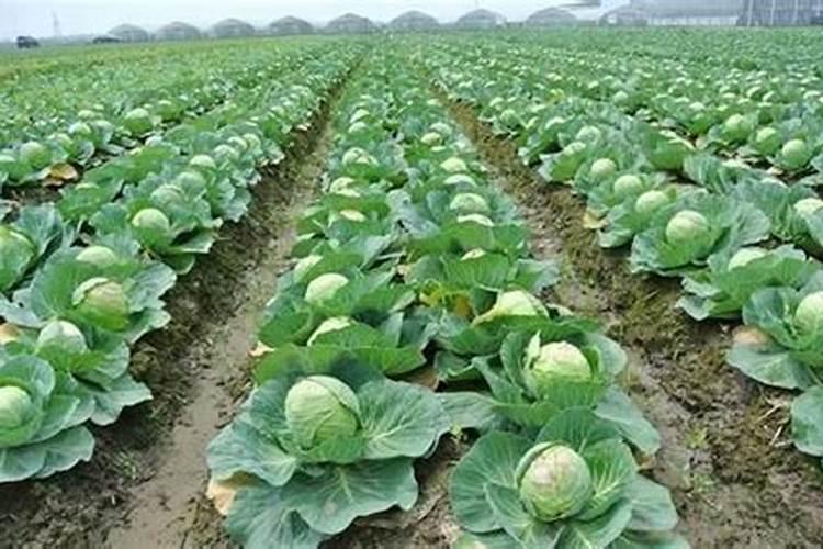 磷酸二氢钾含磷多少含钾多少