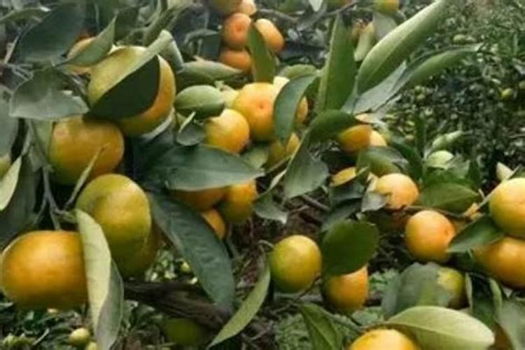 小麦叶面肥什么牌子最好