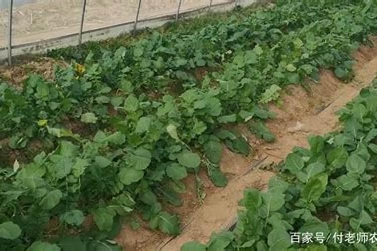 水溶性肥料作为一种新型肥料,水溶肥施肥原则和方法有哪些？