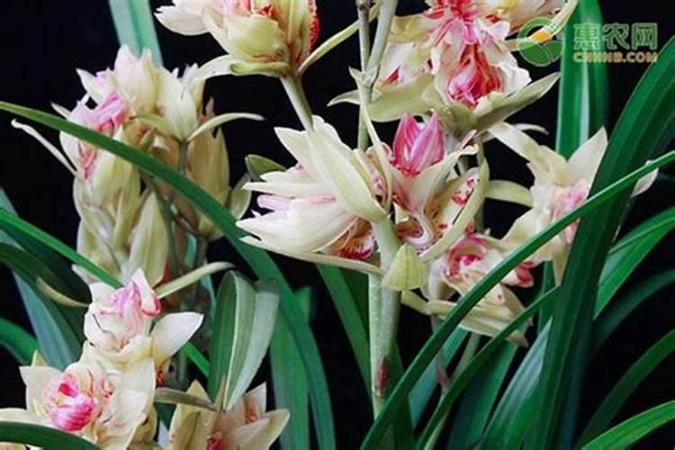 有机复合肥与有机肥是什么关系？