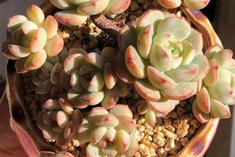 过磷酸钙能和复合肥一起用吗？