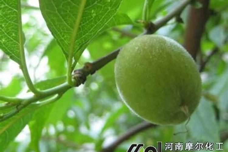 棉花每个生长周期的施肥方案 施肥用一铵还是用二铵