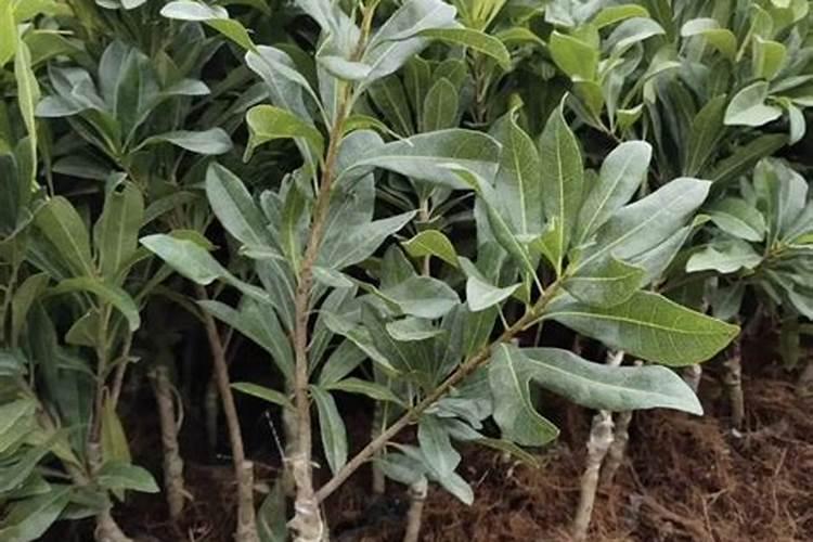 新疆旱地龙腐植酸有限公司产品