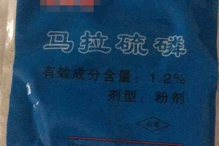 盆栽月季花怎么养