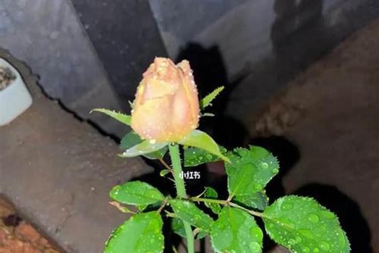 玫瑰花种植技术分享