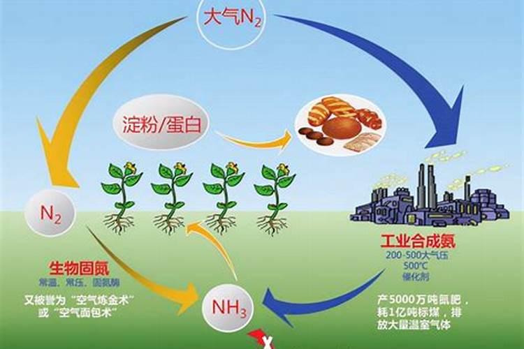 固氮植物施什么肥最好用