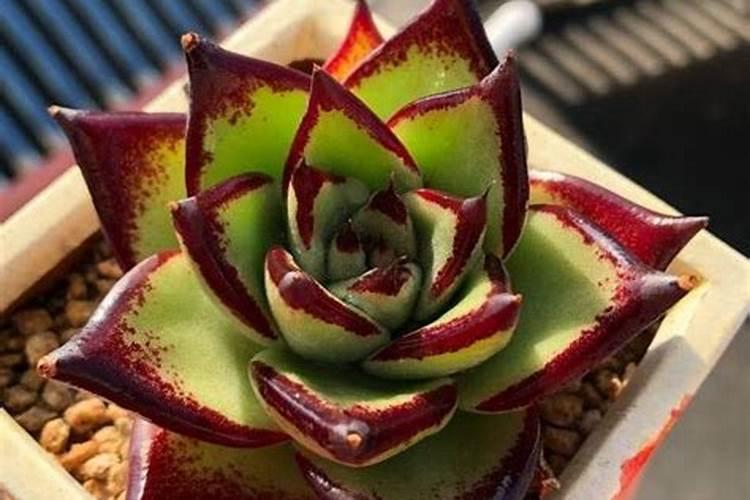 钙锌口服液作用与功效是什么