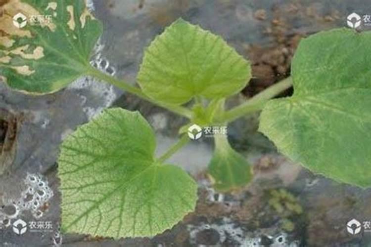 绿萝用什么肥料长得快,含氮的有机肥最利于生长