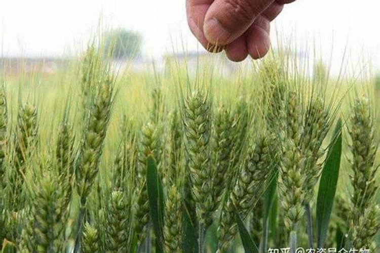 给土地施草木灰是什么肥料