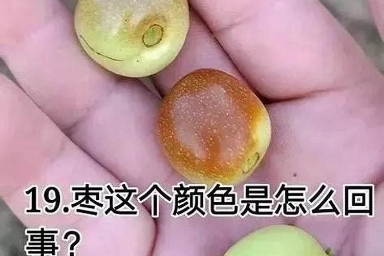 柑橘采摘后施什么肥料