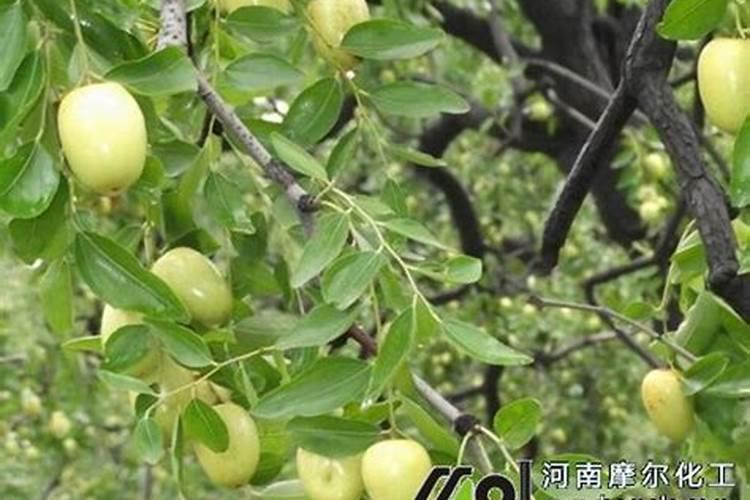 昆仑海藻酸尿素颗粒啥颜色