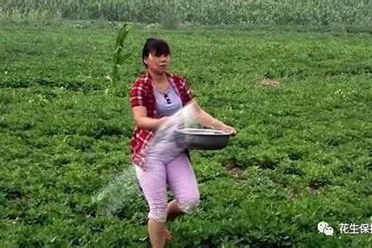 夏花生施什么肥？施多少合适？