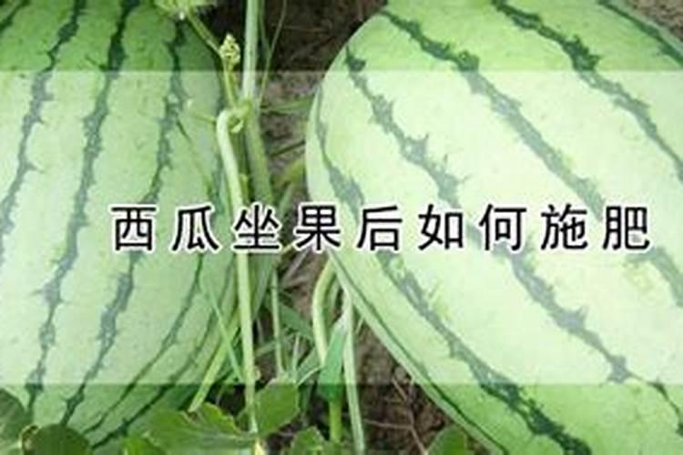 长寿花施什么肥好,长寿花施氮磷钾肥料最好