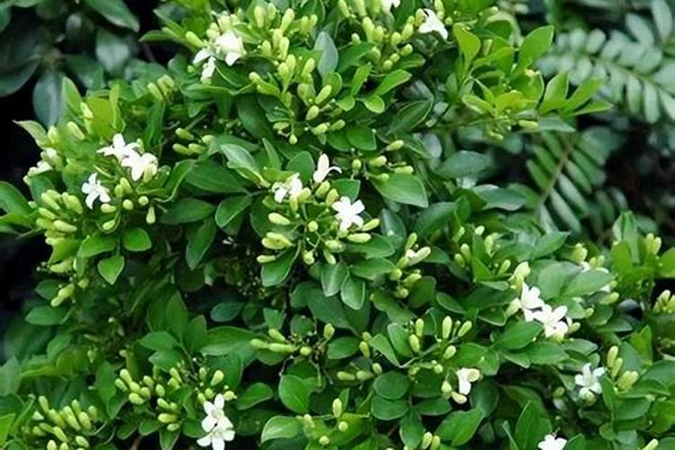 啤酒草木灰白醋红糖按比例兑水用来喷红薯,真有这样的事吗