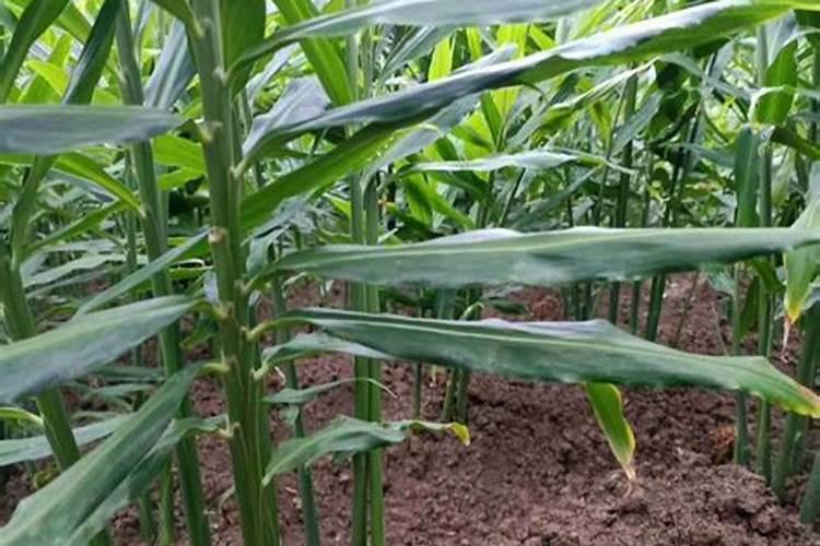 什么肥料可以让植物快速生长