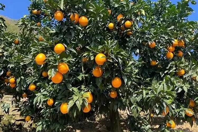 火星土壤可以种植吗