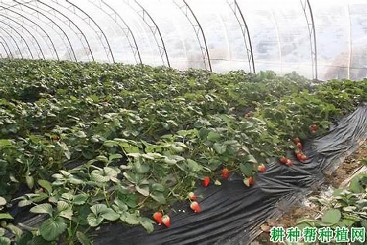 大棚草莓苗控大了用什么叶面肥好？