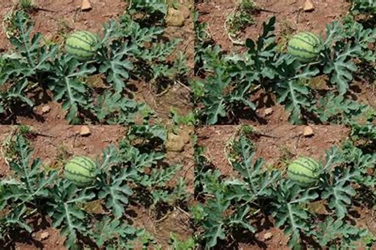 什么叶面肥最好 叶面肥哪个好