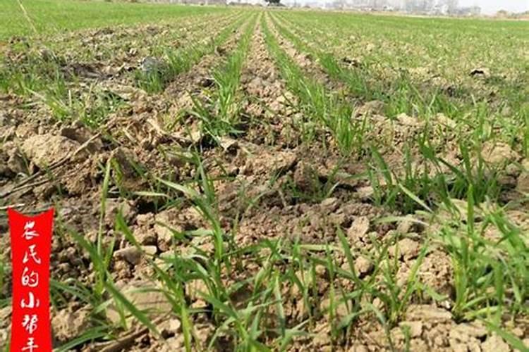 为什么要打叶面肥？很多人以为是激素,不敢吃打过叶面肥的蔬菜