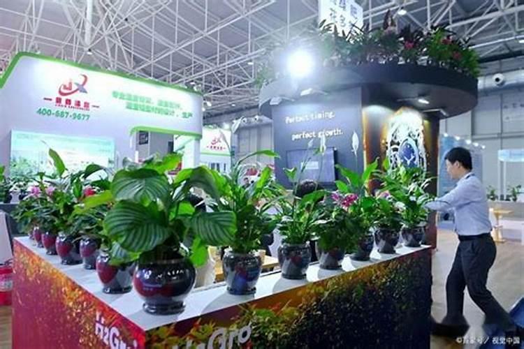 火笼果为什么不开花