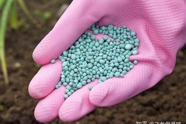 火龙果挂果期需补哪种肥料