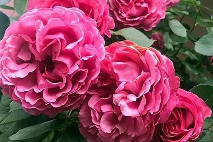 月季什么时候可以施肥