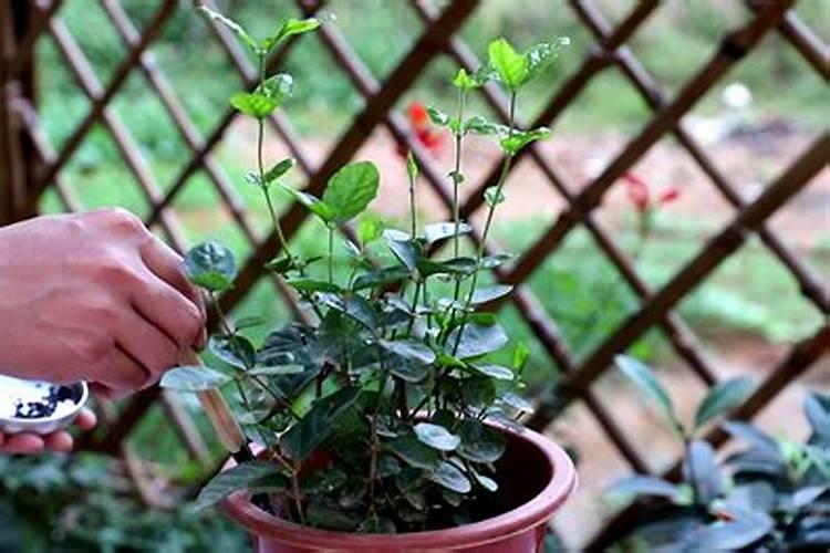 西瓜用中量元素肥一亩地用多少