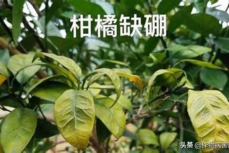番薯怎么种