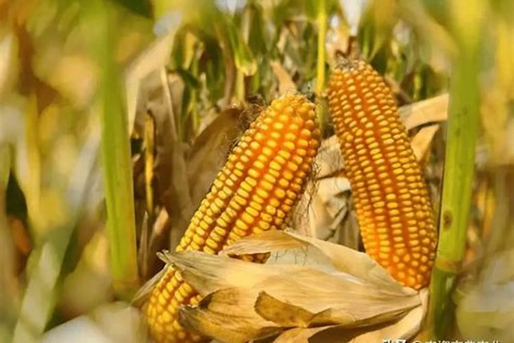 五种常见的氮肥是什么