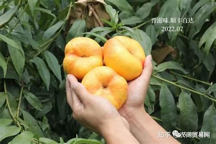 掌握麻山药种植技术,抓住这四个要点