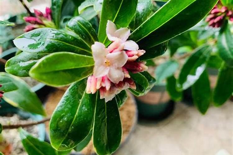 金边瑞香冬天怕冷吗