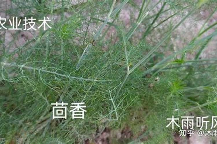 兰花花肥用什么合适 肥料制作与使用方法