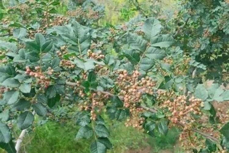 柿子树上结的果实很小是什么原因