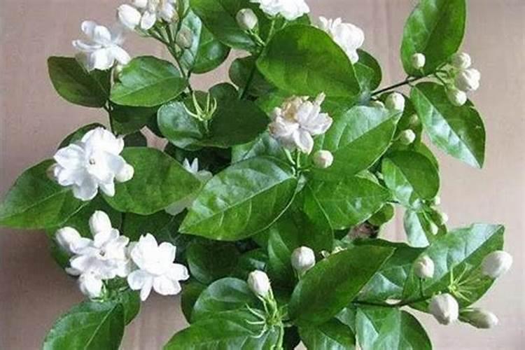 风车茉莉喜肥吗 喜欢施什么肥料