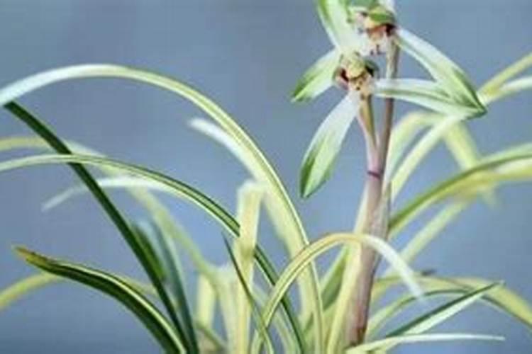 神秘果叶子有黑斑是什么原因？有什么拯救措施吗？谢谢…