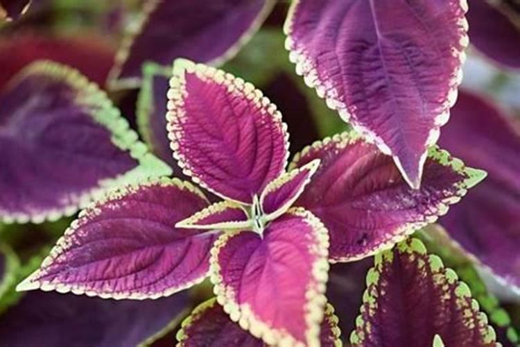 喝豆浆可以补钙吗？