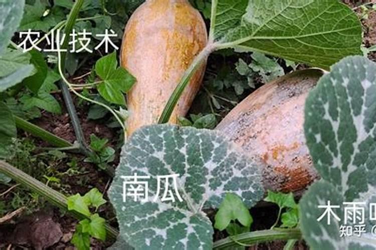 玉米施肥氮磷钾比例是多少 如何合理施加肥料