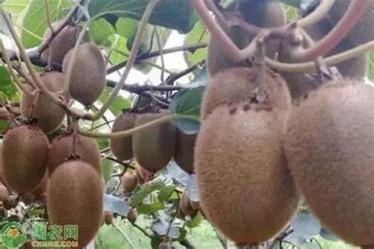水溶肥知名品牌有哪些？