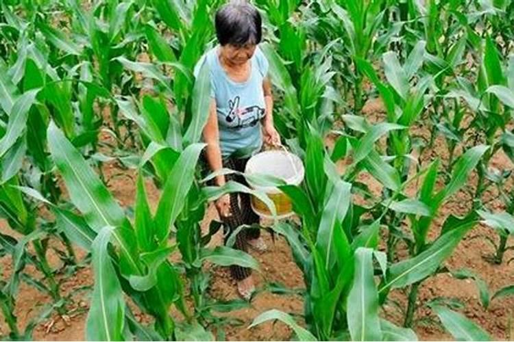 氮肥和磷钾肥能一起用吗,氮肥可以促进植物什么生长